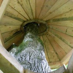 Blick ins Dach des Baumhauses